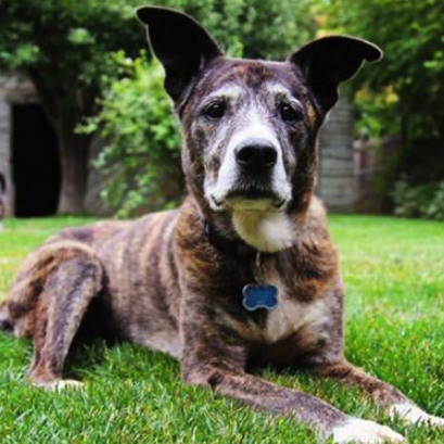 จัดการโรคชราเรื้อรัง